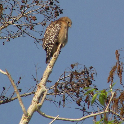 Blue Cypress Lake Hawk