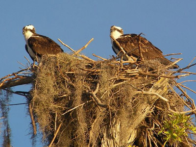 Blue Cypress Lake Osprey