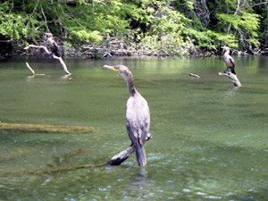 Commorants on Rainbow River