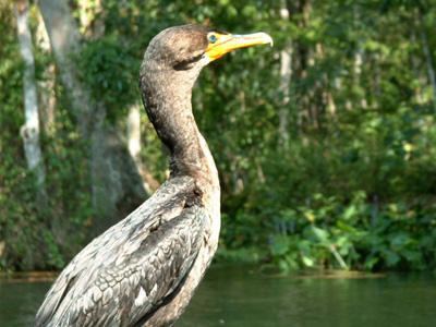 Silver River Cormorant