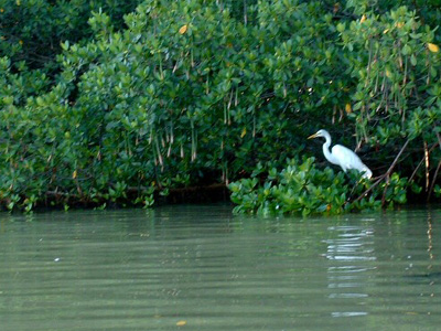 Weedon Island Heron