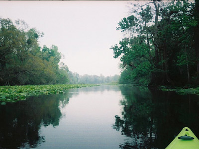 Wekiva River 2