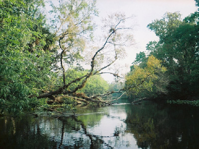 Wekiva River Trees