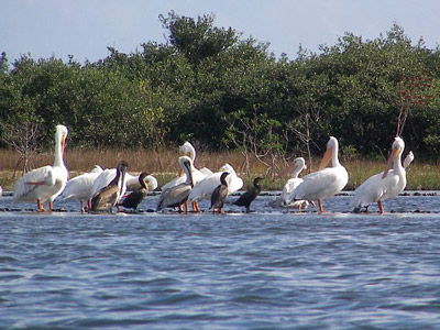 White Pelicans at Pelican Island