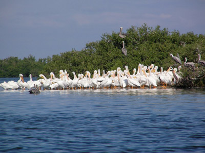White Pelicans at Pelican Island