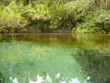 Alafia River meets Lithia Springs