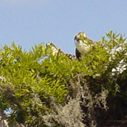 Blue Cypress Lake;Mound Key;Osprey.