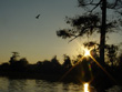 Blue Cypress at Dusk