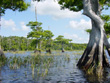 Blue Cypress Lake and Trees