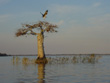 Blue Cypress Osprey Landing