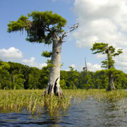 Blue Cypress Lake;Cypress Trees.