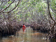 Caladesi Mangroves