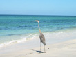 Casey Key Great Blue Heron