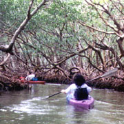 Cayo Costa;Mangrove Tunnels.