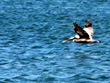 Cayo Costa Pelican