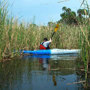 Crystal River;Salt marsh;Exploring.