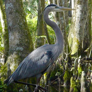 Dora Canal;Great Blue Heron.