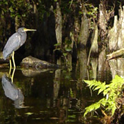 Dora Canal;Little Blue Heron.