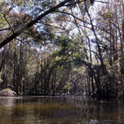 Dora Canal;Tree Canopy.