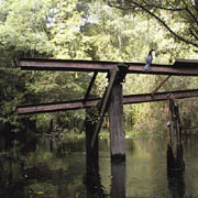 Hillsborough;Anhinga;Train Track.