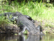 Hillsborough River Alligator