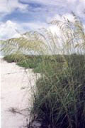 Honeymoon;Sea Oats.