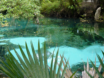 Juniper Springs Fern Hammock Springs