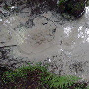 Juniper Springs;Sand boils.