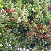 Lake Griffin State Park;Plant Life;Plants;Bush.