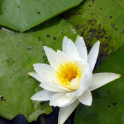 Lake Griffin State Park;Water Lily.