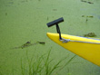 Lake Griffin Duckweed