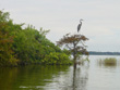 Lake Griffin Great Blue Heron