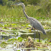 Lake Griffin State Park;Great Blue Heron.