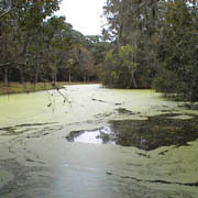 Lake Tarpon;Canoe Trail.