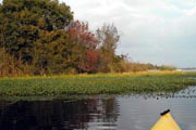 Lake Tarpon;Exploring Salmon Bay.