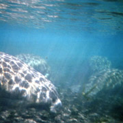 Manatee Springs;Manatee;Florida Manatee;Sea Cow.