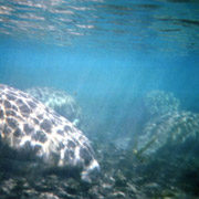 Manatee Springs;Manatee;Florida Manatee;Sea Cow.