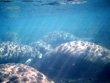 Manatee Springs Manatee Underwater