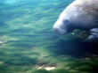 Manatee Springs Manatee Underwater