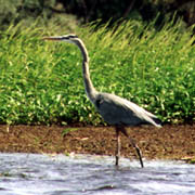 Myakka River;Environment.