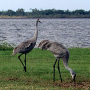 Myakka River;Wildlife.