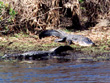 Myakka River Alligator