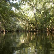 Oklawaha River;Tree Canopy.