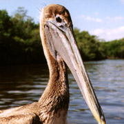 Pelican Island NWR;Brown Pelican.