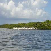 Pelican Island NWR;birds.