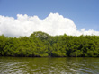 Pelican Island Mangroves