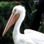 Pelican Island NWR;White Pelican.