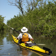 Philippe Park; Cooper's Bayou; Mangroves