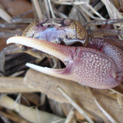 Philippe Park; Fiddler Crab