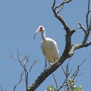 Philippe Park; Ibis